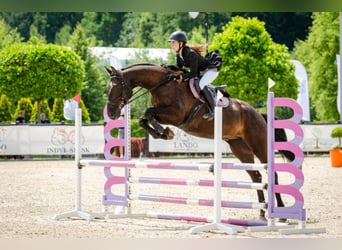 Caballo deportivo polaco, Caballo castrado, 6 años, 170 cm, Negro