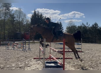 Caballo deportivo polaco, Caballo castrado, 6 años, 174 cm, Castaño