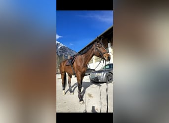 Caballo deportivo polaco, Caballo castrado, 6 años, 175 cm, Castaño