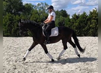 Caballo deportivo polaco, Caballo castrado, 7 años, 160 cm, Negro