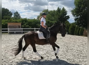 Caballo deportivo polaco, Caballo castrado, 7 años, 160 cm, Negro