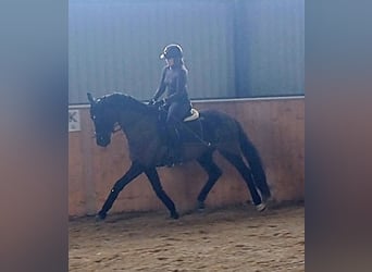 Caballo deportivo polaco, Caballo castrado, 7 años, 160 cm, Negro