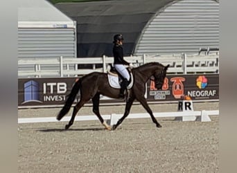 Caballo deportivo polaco, Caballo castrado, 7 años, 160 cm, Negro
