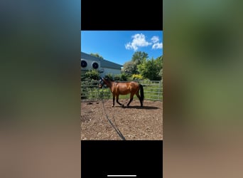 Caballo deportivo polaco, Caballo castrado, 7 años, 164 cm, Castaño