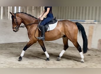 Caballo deportivo polaco, Caballo castrado, 7 años, 165 cm, Castaño