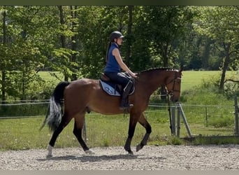 Caballo deportivo polaco, Caballo castrado, 7 años, 168 cm, Castaño