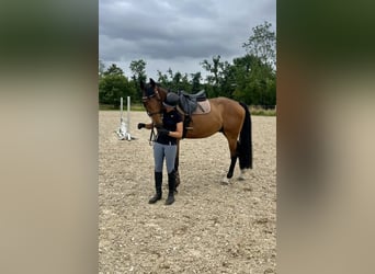 Caballo deportivo polaco, Caballo castrado, 7 años, 168 cm, Castaño