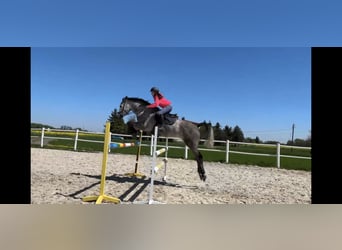 Caballo deportivo polaco, Caballo castrado, 7 años, 171 cm, Tordo
