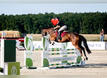 Caballo deportivo polaco, Caballo castrado, 7 años, 172 cm, Castaño oscuro