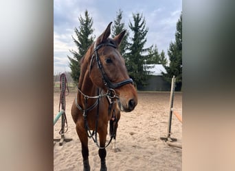 Caballo deportivo polaco, Caballo castrado, 7 años, 172 cm, Castaño oscuro