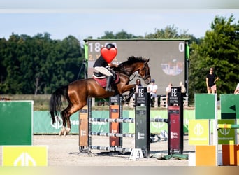 Caballo deportivo polaco, Caballo castrado, 7 años, 172 cm, Castaño oscuro