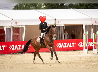 Caballo deportivo polaco, Caballo castrado, 7 años, 172 cm, Castaño oscuro