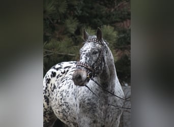 Caballo deportivo polaco, Caballo castrado, 8 años, 162 cm, Atigrado/Moteado