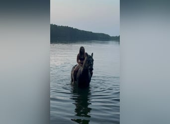 Caballo deportivo polaco, Caballo castrado, 8 años, 162 cm