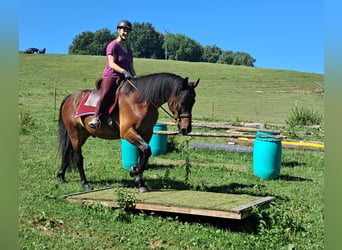 Caballo deportivo polaco, Caballo castrado, 9 años, 157 cm, Castaño