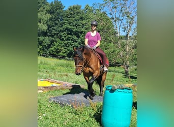 Caballo deportivo polaco, Caballo castrado, 9 años, 157 cm, Castaño