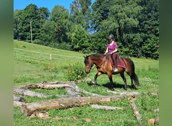 Caballo deportivo polaco, Caballo castrado, 9 años, 157 cm, Castaño