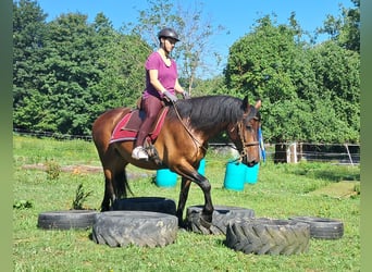 Caballo deportivo polaco, Caballo castrado, 9 años, 157 cm, Castaño