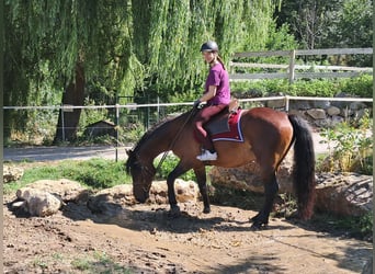 Caballo deportivo polaco, Caballo castrado, 9 años, 157 cm, Castaño