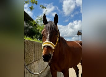 Caballo deportivo polaco, Caballo castrado, 9 años, 160 cm, Castaño