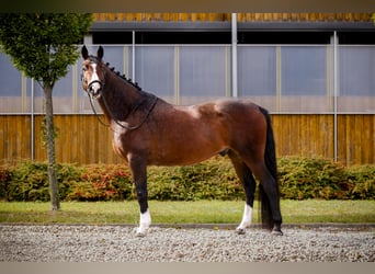 Caballo deportivo polaco, Caballo castrado, 9 años, 160 cm, Castaño