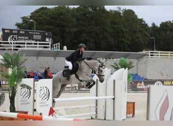 Caballo deportivo polaco, Caballo castrado, 9 años, 160 cm, Tordo