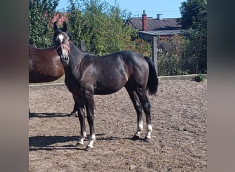 Caballo deportivo polaco, Semental, 1 año, 156 cm, Tordo