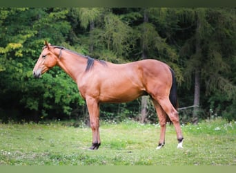 Caballo deportivo polaco, Semental, 1 año, 160 cm, Castaño rojizo