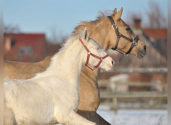 Caballo deportivo polaco, Semental, 1 año, 167 cm, Cremello
