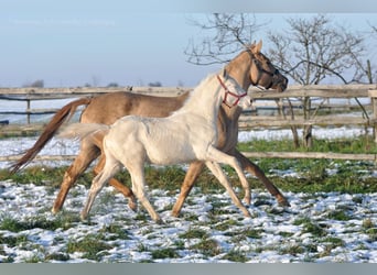 Caballo deportivo polaco, Semental, 1 año, 167 cm, Cremello