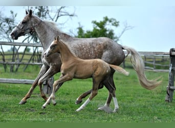 Caballo deportivo polaco, Semental, 1 año, 167 cm, Palomino