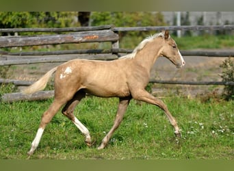 Caballo deportivo polaco, Semental, 1 año, 167 cm, Palomino