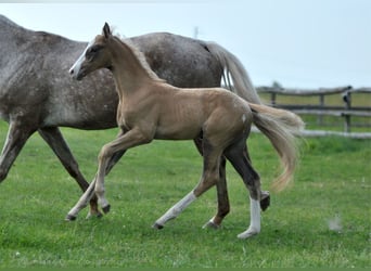 Caballo deportivo polaco, Semental, 1 año, 167 cm, Palomino