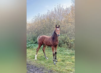Caballo deportivo polaco, Semental, 1 año, 175 cm, Castaño