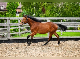 Caballo deportivo polaco, Semental, 1 año, Castaño