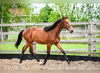 Caballo deportivo polaco, Semental, 1 año, Castaño