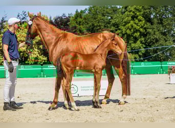 Caballo deportivo polaco, Semental, 1 año, Castaño rojizo