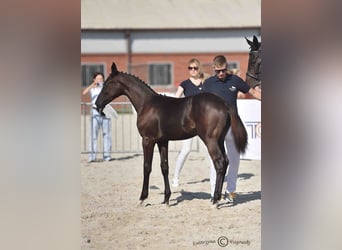 Caballo deportivo polaco, Semental, 1 año, Negro