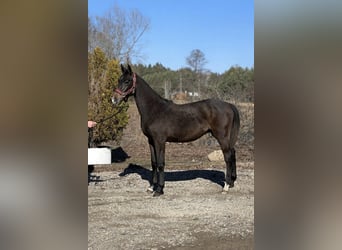 Caballo deportivo polaco, Semental, 1 año, Tordo