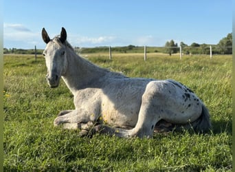Caballo deportivo polaco, Semental, 2 años, 150 cm, Atigrado/Moteado