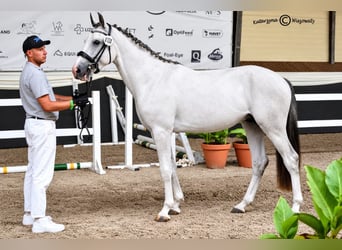 Caballo deportivo polaco, Semental, 2 años, 160 cm, Tordo