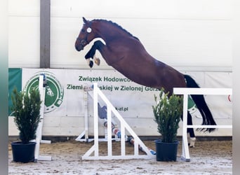 Caballo deportivo polaco, Semental, 3 años, 164 cm, Castaño rojizo