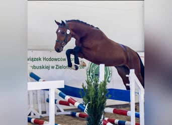 Caballo deportivo polaco, Semental, 3 años, 164 cm, Castaño rojizo