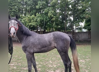 Caballo deportivo polaco, Semental, 3 años, 180 cm, Tordo