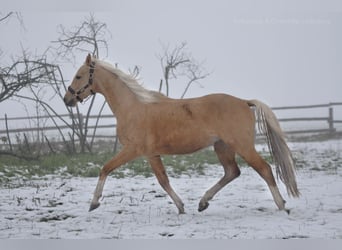 Caballo deportivo polaco, Semental, 4 años, 161 cm, Palomino