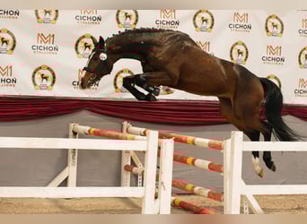 Caballo deportivo polaco, Semental, 4 años, 165 cm, Castaño oscuro