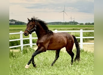 Caballo deportivo polaco, Semental, 4 años, 167 cm, Castaño
