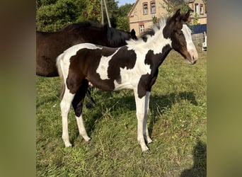 Caballo deportivo polaco, Semental, Potro (05/2026), 165 cm, Pío