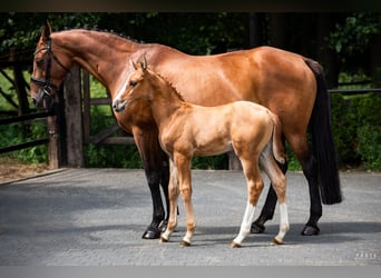 Caballo deportivo polaco, Semental, Potro (06/2026), Alazán