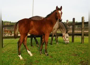 Caballo deportivo polaco, Semental, Potro (06/2025)